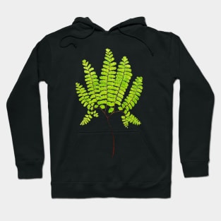 Northern maidenhair fern botanical illustration Hoodie